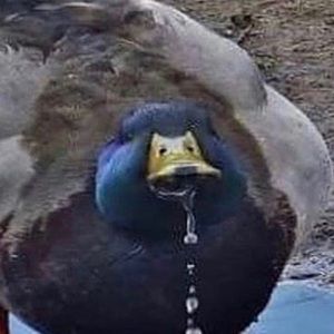 Meet your Posher, Ina